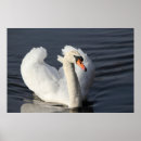 Suche nach swan poster Water
