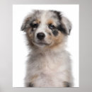 Suche nach australischer schäfer poster Hund