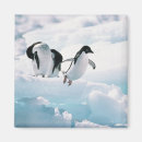 Suche nach adelie pinguin magnete Pinguine