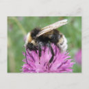Suche nach hummeln postkarten Rosa