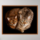 Suche nach baby tiger poster Kind