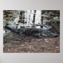 Suche nach amerikanischer alligator poster Wildtiere