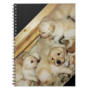 Suche nach labradorwelpe Gelber labrador