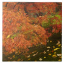 Suche nach japanischer ahorn fliesen Herbst