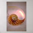 Suche nach meeresschnecke poster Natur