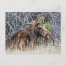 Suche nach kälber poster Süße tiere