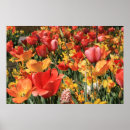 Suche nach hyazinthen poster Holland