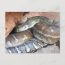 Suche nach carpet postkarten Teppichpython