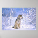 Suche nach timberwolf poster Tier