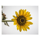 Suche nach sonne blume poster Pflanze