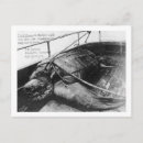 Suche nach schildkröte foto postkarten Meer
