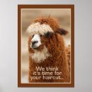 Suche nach alpaca poster Fotografie