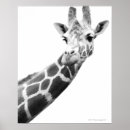Suche nach african animals poster Wildlife