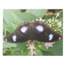 Suche nach gepunktet notizblock Schmetterling