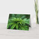 Suche nach weed karten Rauchen