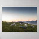 Suche nach sheep poster Schafe