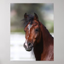 Suche nach araber poster Bob sprache
