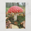 Suche nach flyer postkarten Herbst