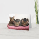 Suche nach drei freunde karten Katzen