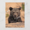 Suche nach grizzlybär poster Usa