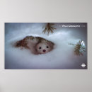 Suche nach weasels poster Natur