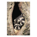 Suche nach waschbär poster Höhle