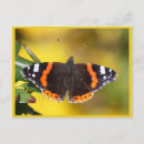 Suche nach admiral postkarten Schmetterling