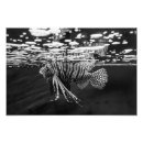 Suche nach schwarze fische poster Aquarium