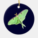 Suche nach motte ornamente Natur