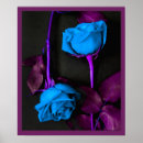 Suche nach blaue rose poster Rosen