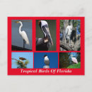 Suche nach florida vogel postkarten Wildtiere