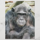 Suche nach affe flyer Schimpansen