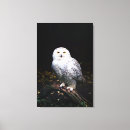 Suche nach raubvögel leinwandbilder Tierfotografie