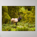 Suche nach geweih poster Wapiti