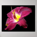 Suche nach taglilien poster Natur