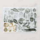 Suche nach zoologie postkarten Englisch