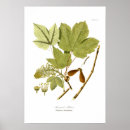 Suche nach ack ack poster Blume