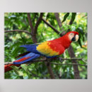 Suche nach tropisches klima poster Tier