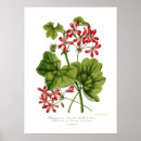Suche nach efeu blätter poster Blume