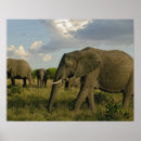 Suche nach african poster Kenya