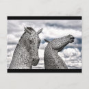 Suche nach kelpies postkarten Hengst