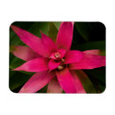 Suche nach naht magnete Blume