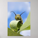 Suche nach pretty butterfly poster Animal