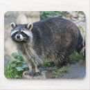 Suche nach waschbär mousepads Säugetier