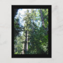 Suche nach riesiger baum poster Himmel