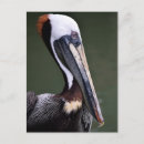 Suche nach brauner hintergrund postkarten Vogelvogel