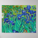 Suche nach schwertlilie poster Blumen