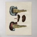 Suche nach zwölffingerdarm poster Milz