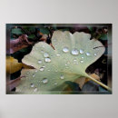 Suche nach regentropfen poster Blatt