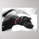 Suche nach roter hund poster Labrador